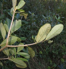 Anastrabe integerrima