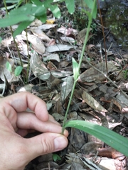 Platanthera clavellata