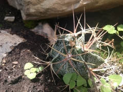 Astrophytum ornatum
