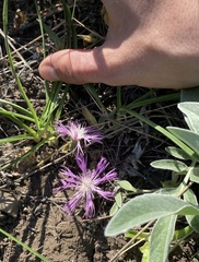 Psephellus marschallianus