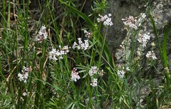 Asperula aristata