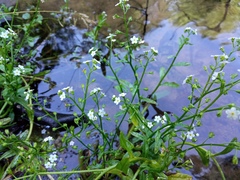Myosotis tuxeniana