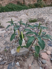 Datura wrightii
