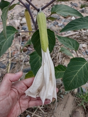 Datura wrightii