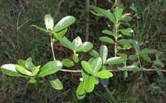 Anastrabe integerrima