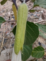 Datura wrightii