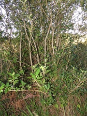 Anastrabe integerrima