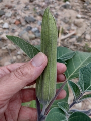 Datura wrightii