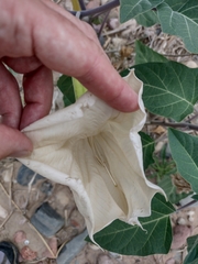 Datura wrightii