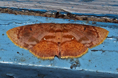 Chrysocraspeda plumbeofusa