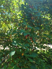 Elaeagnus multiflora