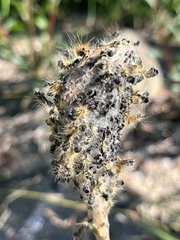 Furia crustosa