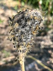 Furia crustosa