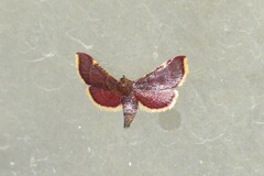 Hypsopygia pelasgalis