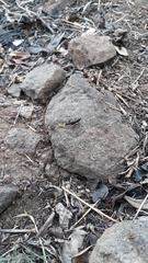 Camponotus compressus