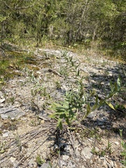 Lithospermum parviflorum