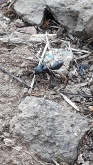 Camponotus compressus