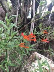 Bouvardia tenuifolia