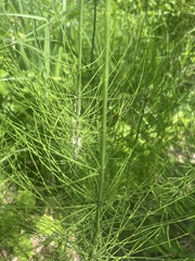 Equisetum fluviatile