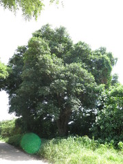 Ficus colubrinae