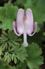 Dicentra pauciflora