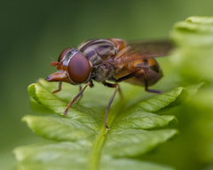 Rhingia nasica image