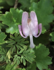 Dicentra pauciflora