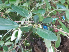 Ficus colubrinae