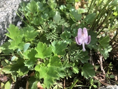 Dicentra pauciflora