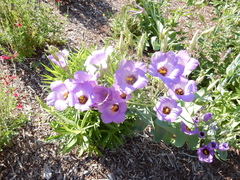 Eustoma russellianum