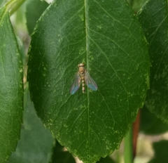 Chrysopilus asiliformis