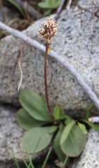Micranthes aprica