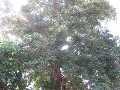Ficus colubrinae