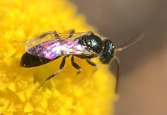 Halictidae