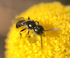 Halictidae