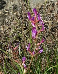 Astragalus varius