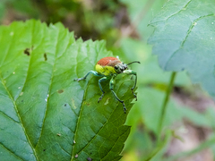 Chlorophanus flavescens