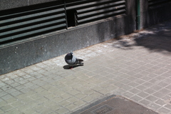 Columba livia