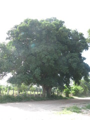Ficus colubrinae