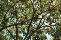 Streptopelia decaocto
