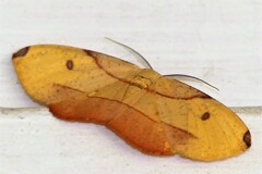 Hypochrosis hyadaria
