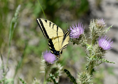 Papilio multicaudata pusillus