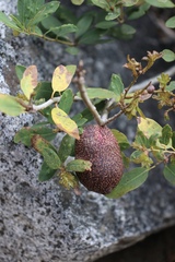 Disholandricus reniformis