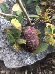 Disholandricus reniformis