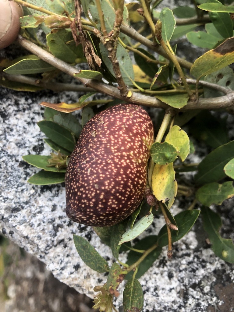 Disholandricus reniformis