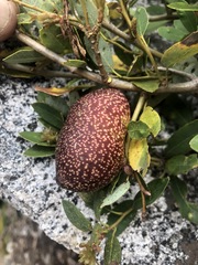 Disholandricus reniformis