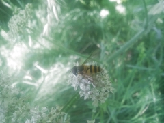 Epistrophe grossulariae