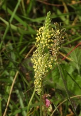 Plantago alpina