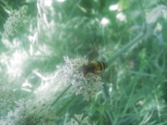 Epistrophe grossulariae