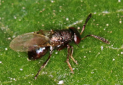Bothriothorax